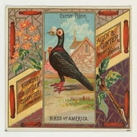 Nosač golub, od ptica američke serije za alen i ginter cigarete