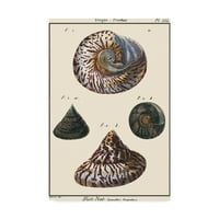 Zaštitni znak Likovna umjetnost' Sea Shell II ' platnena Umjetnost Denisa Diderota