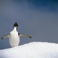 Portret sanje adelie pingvin atop ledeni jug atlantski ocean antarktica ljetni plakat print