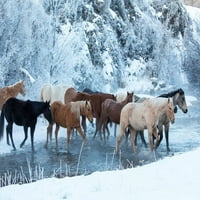 Konjsko vozilo zimi na skrovitoj ranču, školjka, Wyoming Konji prelaze školjku Creek snježni poster Print