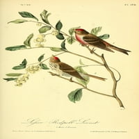 Amerike Manje RedPoll Linnet Poster Print J.J. Audubon
