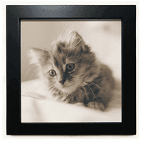 Životinjska kitty siva mačka fotografija crne kvadratne okvir zidne zidne tablete