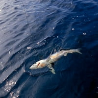 Dugi ribolov za morske pse, Pacific Ocean Poster Ispis VwPics Stocktrek slike